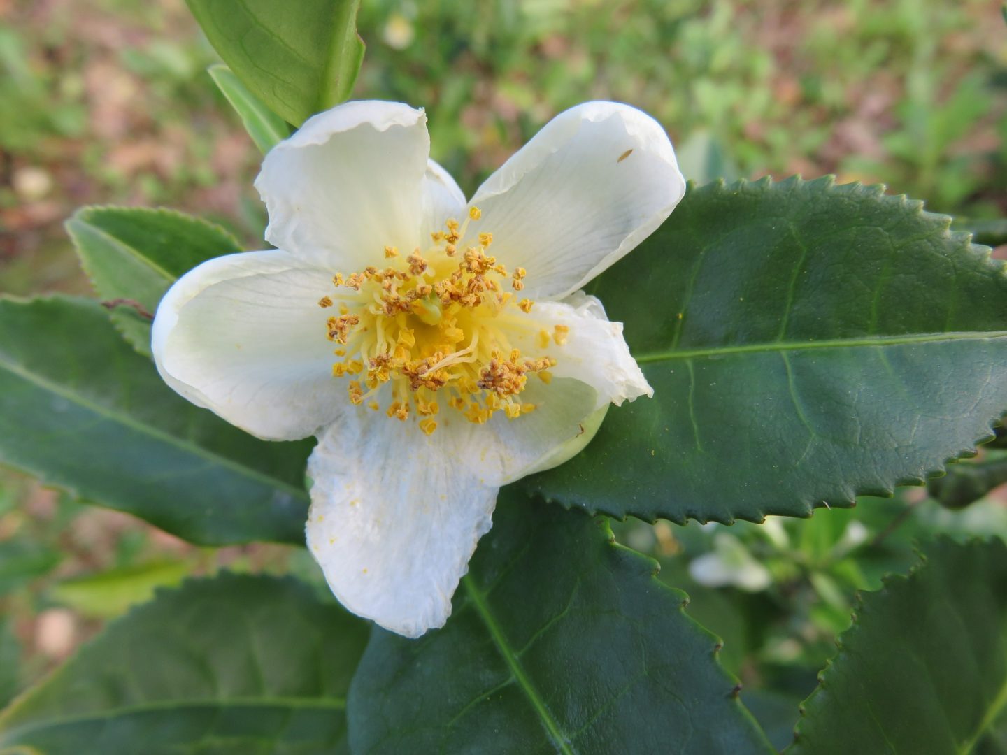 Camellia sinensis