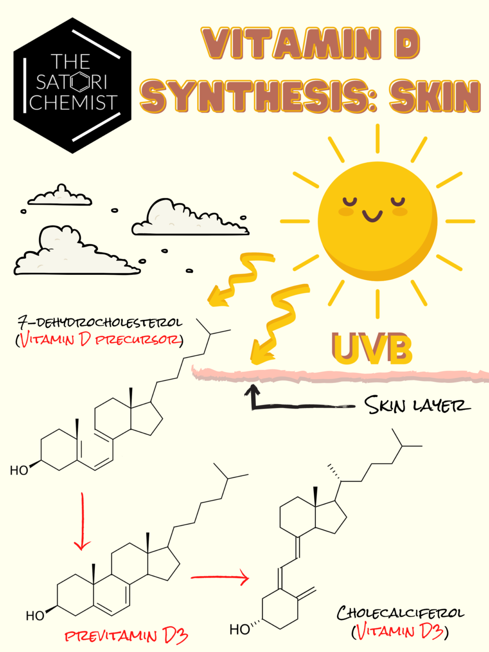 Vitamin D Synthesis (Skin)